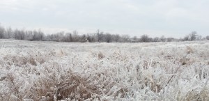 Frosty Field